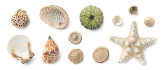 Fototapeta na wymiar beach finds: small seashells, fossil coral and sand dollars, puka shells, a sea urchin and a white starfish / sea star, ocean, summer and vacation design elements isolated over transparent background