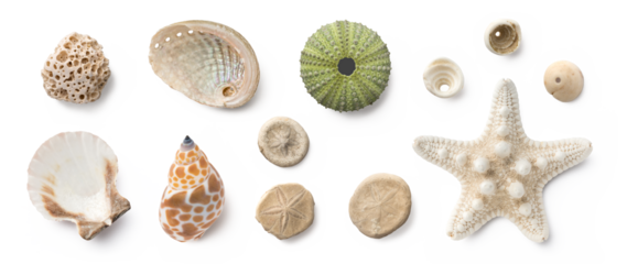 beach finds: small seashells, fossil coral and sand dollars, puka shells, a sea urchin and a white starfish / sea star, ocean, summer and vacation design elements isolated over transparent background