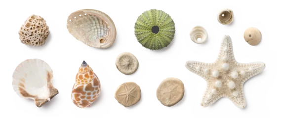 Deurstickers beach finds: small seashells, fossil coral and sand dollars, puka shells, a sea urchin and a white starfish / sea star, ocean, summer and vacation design elements isolated over transparent background © Anja Kaiser