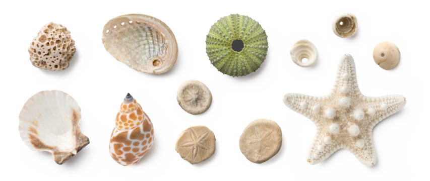 beach finds: small seashells, fossil coral and sand dollars, puka shells, a sea urchin and a white starfish / sea star, ocean, summer and vacation design elements isolated over transparent background