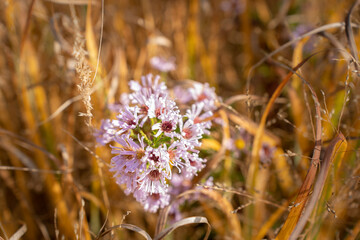 violette kleine Blüten (Agathosma) im herbstlich, goldgefärbten Feld