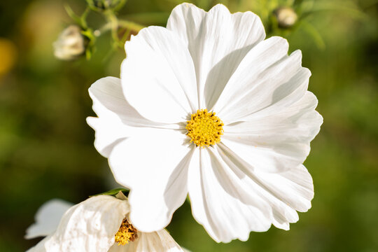 weiße Blüte (Schmuckkörbchen) in Nahaufnahme bei Sonnenschein