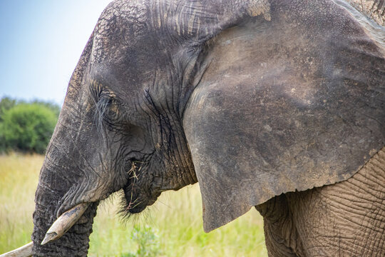 Members of big five African animals, elephant and buffalo walking together in savannah in African open vehicle safari in Zimbabwe, Imire Rhino & Wildlife Conservancy