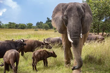 Photo sur Plexiglas Buffle Members of big five African animals, elephant and buffalo walking together in savannah in African open vehicle safari in Zimbabwe, Imire Rhino & Wildlife Conservancy