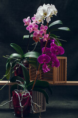 Phalaenopsis orchid bushes in pots on a dark background