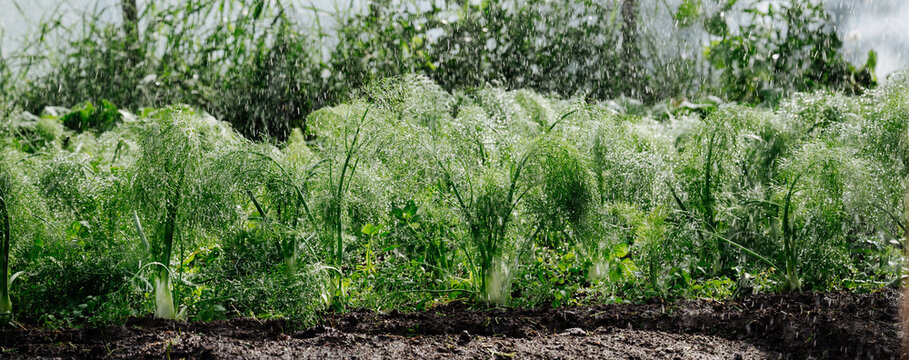 Ansicht Junge Pflanzen Fenchel mit Bewässerung, Regen  von oben. Im Gewächshaus