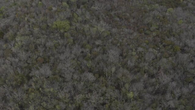 Nature's Lifeline - Immerse yourself in the lush embrace of a vibrant forest, a thriving ecosystem teeming with life