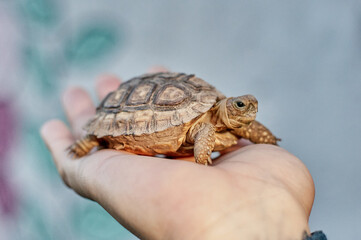 Turtle sunbathing on hands