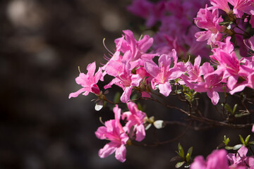 Naklejka premium Purple Azalea flowers in bloom