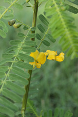 Beautiful flower of Sesbania Cannabina