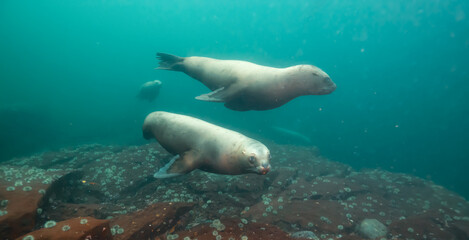 Sea Lion Swimming Underwater in the Pacific Ocean on the West Coast. Hornby Island, British Columbia, Canada.