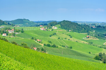 Fototapeta na wymiar View of the vineyards in the distance