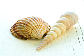 still life of two seashells on white wooden surface