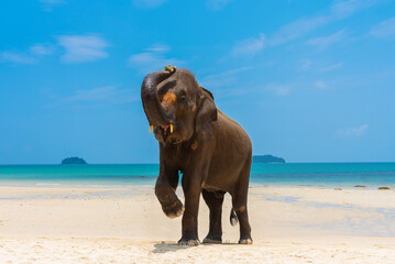 Fototapeta na wymiar Elephant on the tropical beach background, Koh Chang, Trat, Thailand..Elephant show trunk standing in .summer at the sandy beach with the beautiful blue sea, Koh Chang island.