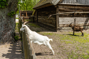 Koza domowa, wygląda za płot © fotozen