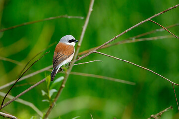 A Red Backed Shrike