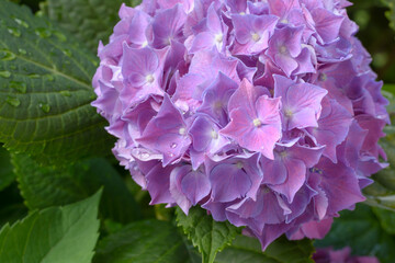 Lilac hydrangea flower with drops of water on a blurred background