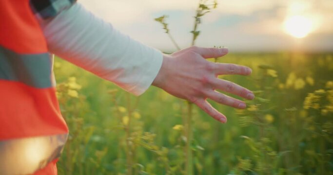 Blooming Canola Oil Seed Rape Field Agriculture Farming Concept