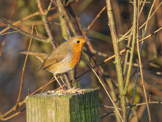 A European robin in England