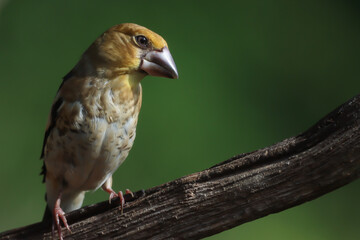 hawfinch