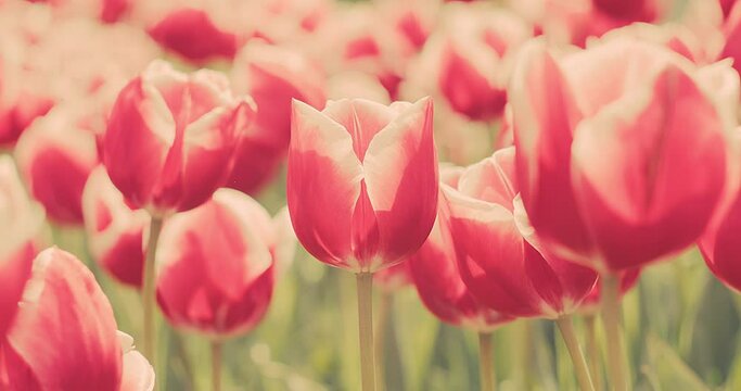Tulips pink color bright blooming spring flowers, natural floral pattern, beautiful tulip field in the sun, summer time.