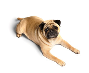 Purebred funny friendly pug lies on a white background and looks into the camera with interest.