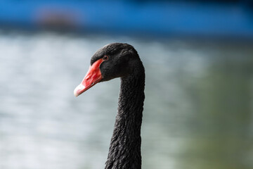 The black swan, Cygnus atratus, is a striking and captivating creature that embodies elegance and...