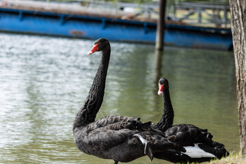 The black swan, Cygnus atratus, is a striking and captivating creature that embodies elegance and...