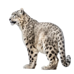 side view of animal snow leopard running on transparent background, Generative Ai