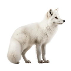 Side view of animal artic fox standing on a transparent background, Generative ai