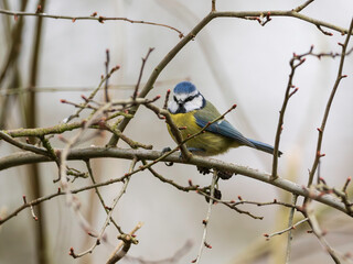 The Eurasian blue tit in England