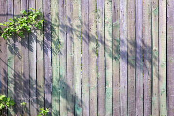 Green fresh leaves on the background of an old wooden fence painted with pink and purple paint.