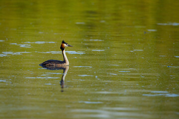 A Great Crested Grebe on a Lake