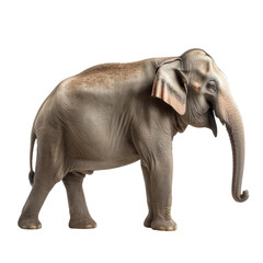 Side view of animal elephant standing on a transparent background, Generative ai