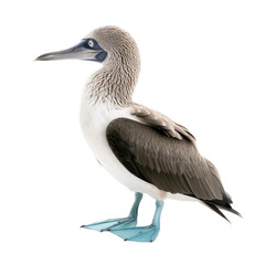 Obraz premium Side view of animal blue footed booby standing on a transparent background, Generative ai