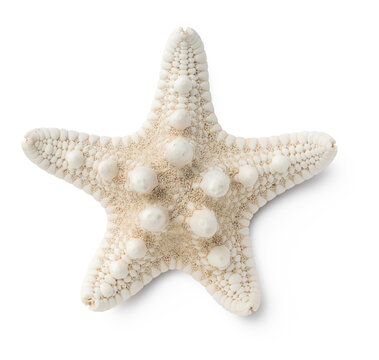 small white starfish / sea star isolated over a transparent background, cut-out summer, beach, ocean and vacation design element, top view / flat lay with subtle natural shadow