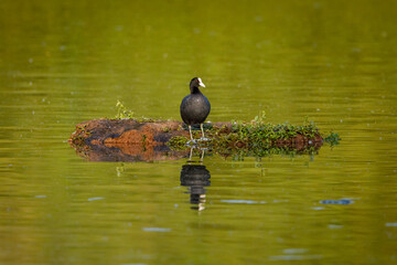A Coot with reflection in the wetlands