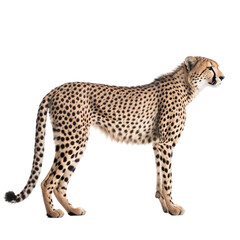 Side view of animal cheetah standing on a transparent background, Generative ai
