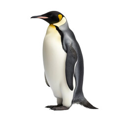 Obraz premium Side view of animal Emperor Penguin standing on a transparent background, Generative ai