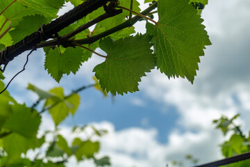Fototapeta na wymiar Bunch of grape leaves. Grape leaves and sky. Young grape vines