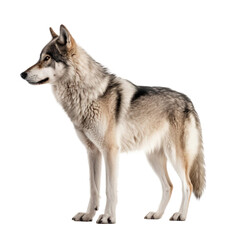 Fototapeta premium Side view of animal grey wolf standing on a transparent background, Generative ai