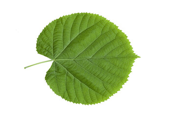 fresh green leaf isolated on a transparent background