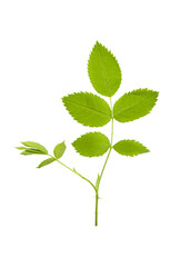 Fresh green leaves branch isolated on a transparent background