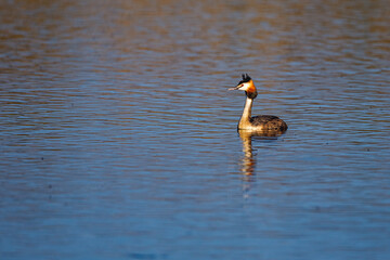 A Great Crested Grebe on a Lake