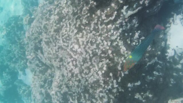 Vertical video. Close-up of checkerboard wrasse fish swimming along coral reef. Tropical seashore wildlife fauna concept