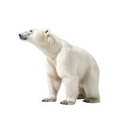 Obraz na płótnie Canvas Side view of animal polar bear standing on a transparent background, Generative ai