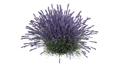 Lavender on Transparent Background. A Captivating and Versatile Design Element. 3D render.
