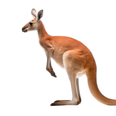 Naklejka na ściany i meble Side view of animal kangaroo standing on a transparent background, Generative ai
