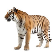 Side view of animal tiger standing on a transparent background, Generative ai