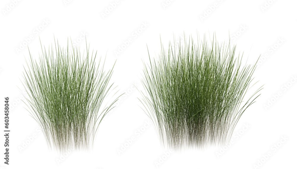 Poster bunches of grass on a transparent background. 3d rendering.